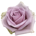 Shocking Blue Rose d'Equateur Ethiflora